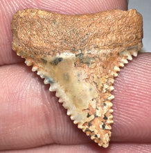 Load image into Gallery viewer, Chilean Fossil Juvenile Great White Shark Tooth .96 Inches
