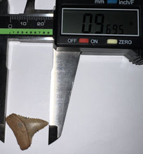 Load image into Gallery viewer, Chilean Fossil Juvenile Great White Shark Tooth .96 Inches
