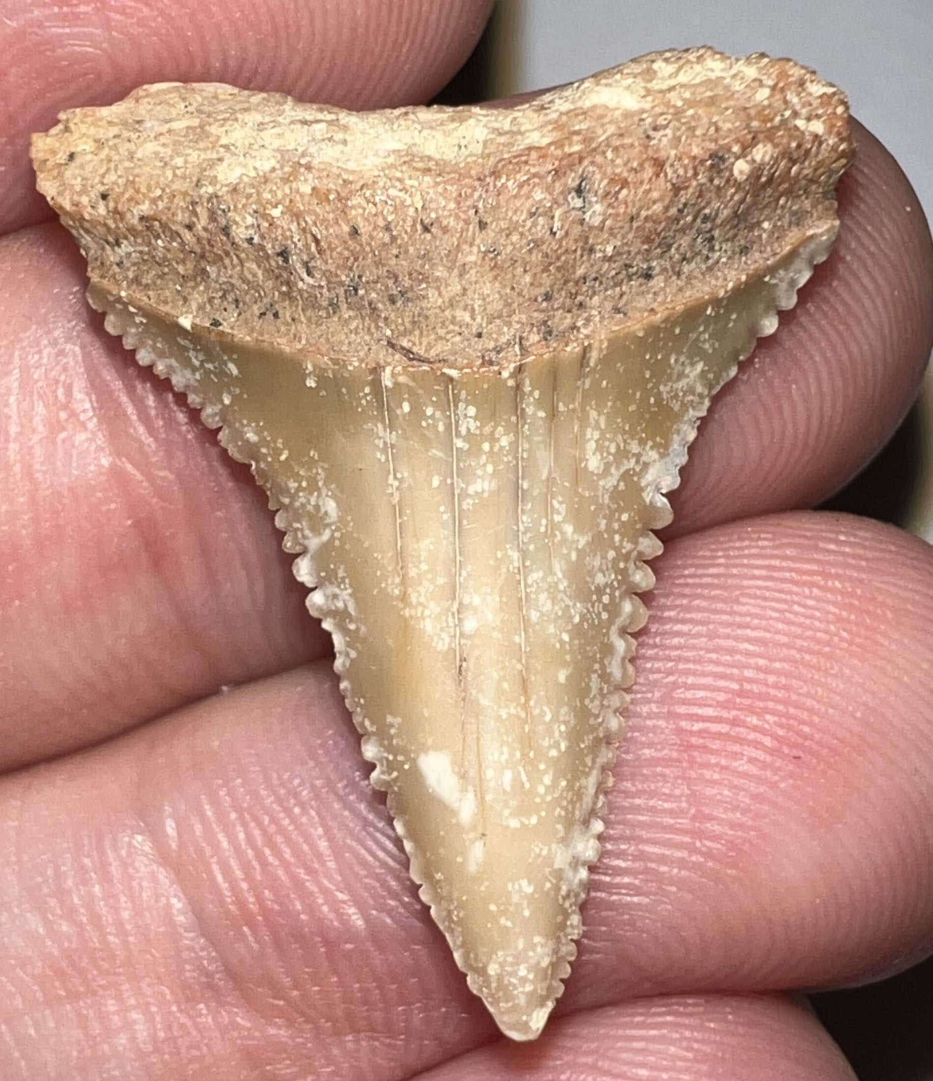 Chilean Fossil Juvenile Great White Shark Tooth 1.12 Inches