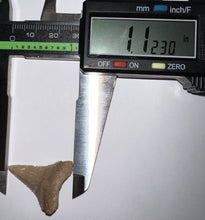Load image into Gallery viewer, Chilean Fossil Juvenile Great White Shark Tooth 1.12 Inches
