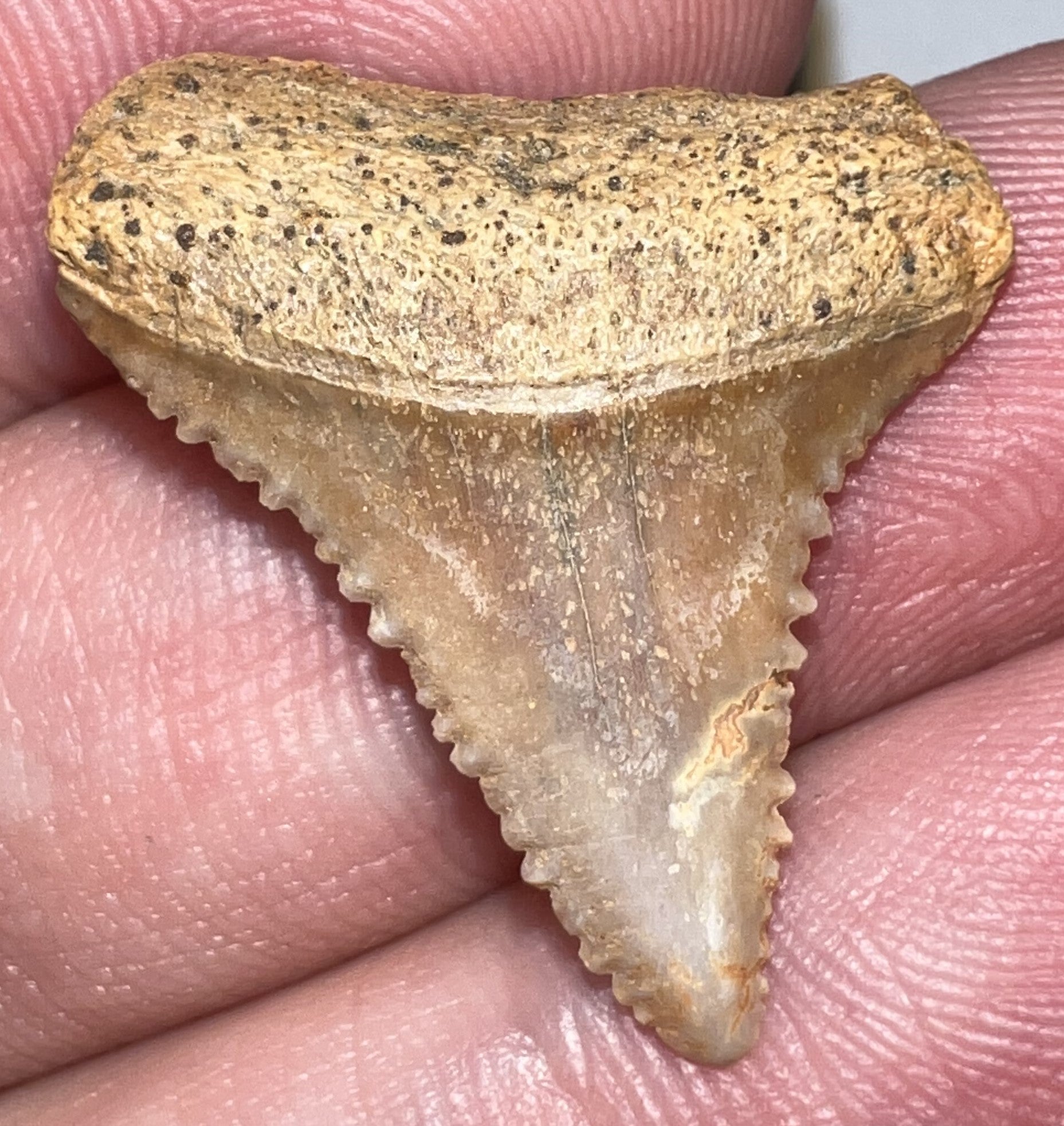 Chilean Fossil Juvenile Great White Shark Tooth 1.03 Inches