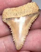 Load image into Gallery viewer, Chilean Fossil Juvenile Great White Shark Tooth 1.03 Inches
