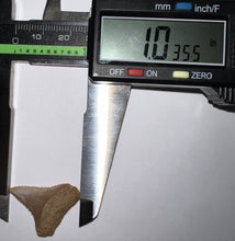 Load image into Gallery viewer, Chilean Fossil Juvenile Great White Shark Tooth 1.03 Inches
