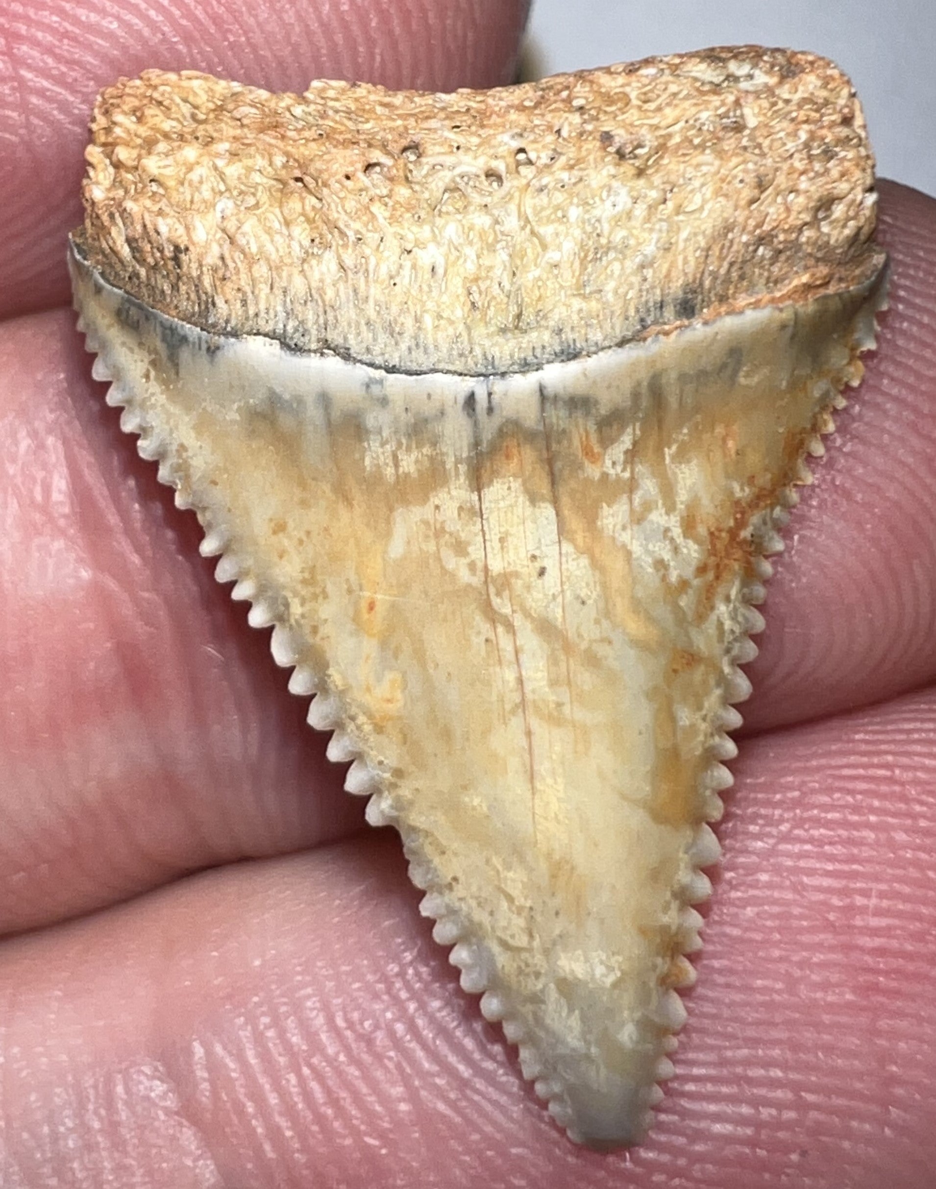 Chilean Fossil Juvenile Great White Shark Tooth 1.05 Inches