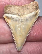 Load image into Gallery viewer, Chilean Fossil Juvenile Great White Shark Tooth 1.05 Inches
