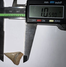 Load image into Gallery viewer, Chilean Fossil Juvenile Great White Shark Tooth 1.05 Inches
