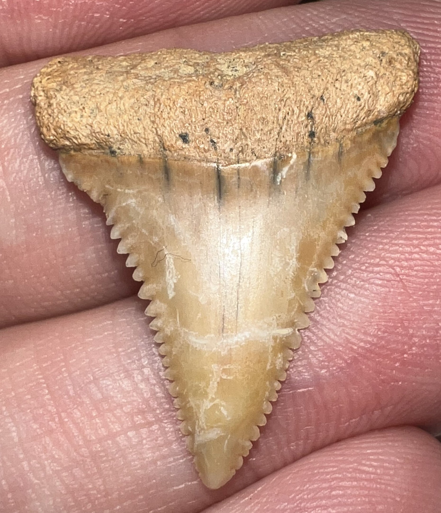 Chilean Fossil Juvenile Great White Shark Tooth 1.11 Inches