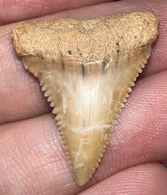Load image into Gallery viewer, Chilean Fossil Juvenile Great White Shark Tooth 1.11 Inches
