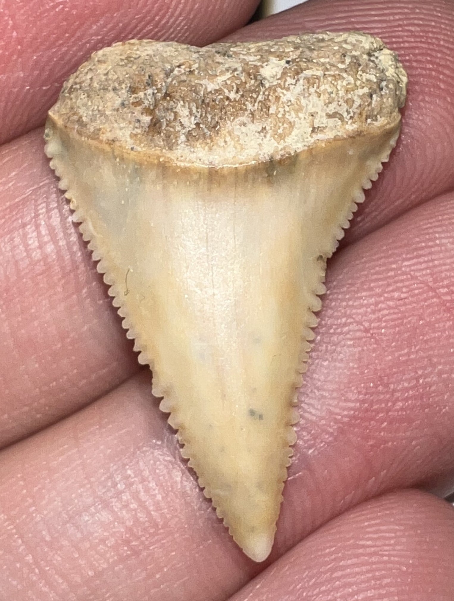 Chilean Fossil Juvenile Great White Shark Tooth 1.09 Inches