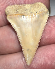 Load image into Gallery viewer, Chilean Fossil Juvenile Great White Shark Tooth 1.09 Inches
