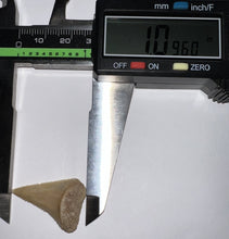 Load image into Gallery viewer, Chilean Fossil Juvenile Great White Shark Tooth 1.09 Inches
