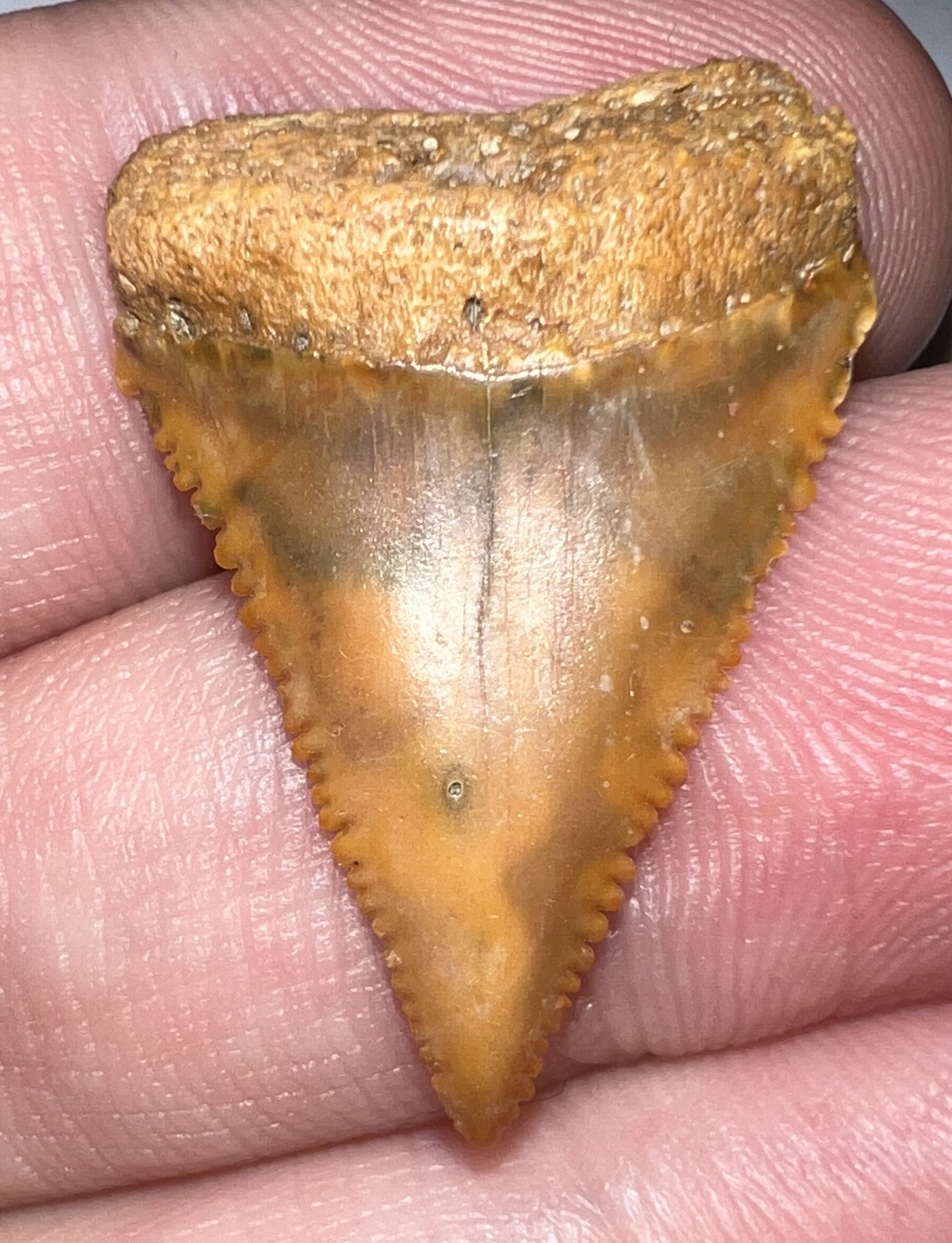 Chilean Fossil Juvenile Great White Shark Tooth 1.08 Inches