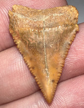 Load image into Gallery viewer, Chilean Fossil Juvenile Great White Shark Tooth 1.08 Inches
