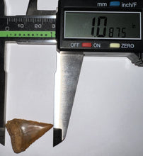 Load image into Gallery viewer, Chilean Fossil Juvenile Great White Shark Tooth 1.08 Inches
