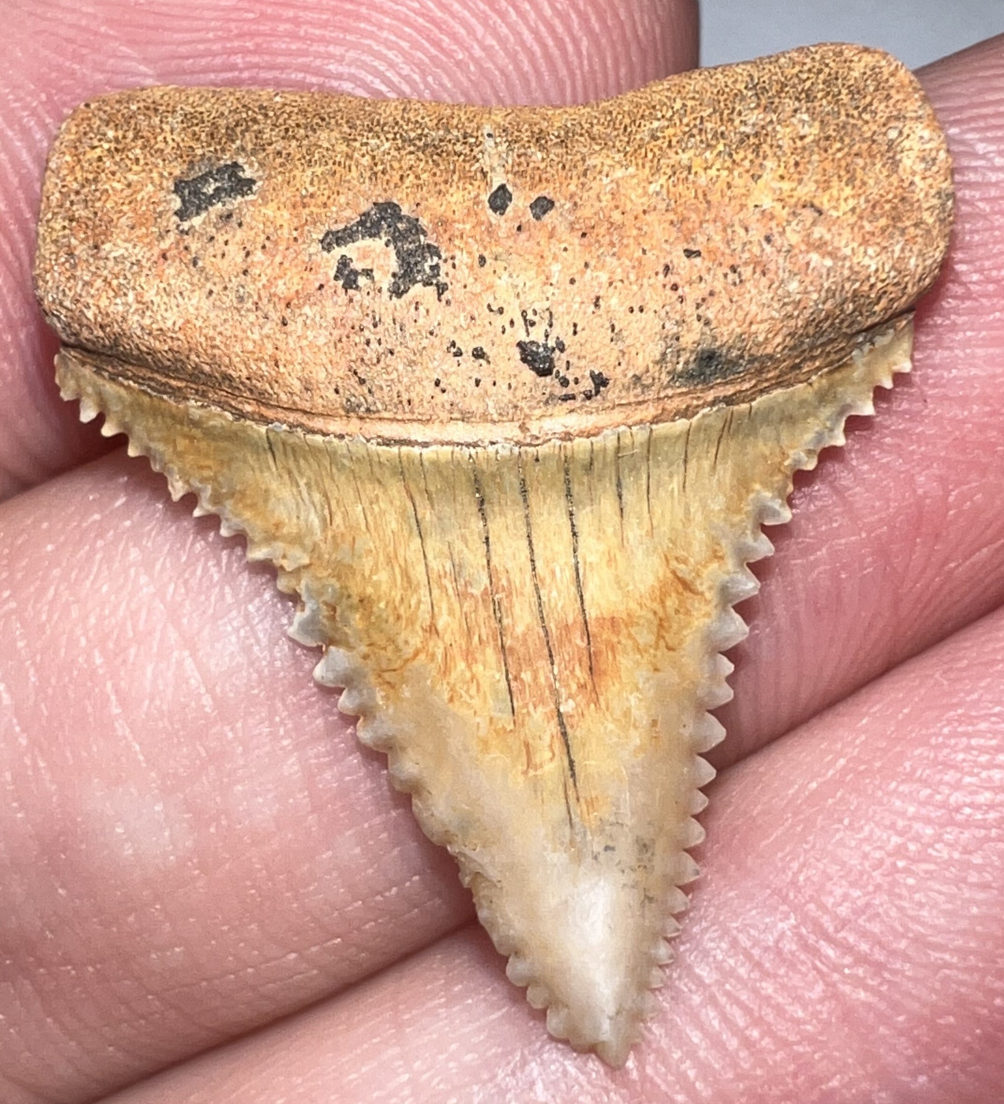 Chilean Fossil Juvenile Great White Shark Tooth 1.09 Inches