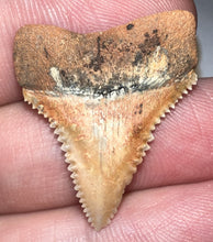 Load image into Gallery viewer, Chilean Fossil Juvenile Great White Shark Tooth 1.09 Inches
