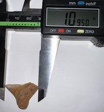 Load image into Gallery viewer, Chilean Fossil Juvenile Great White Shark Tooth 1.09 Inches
