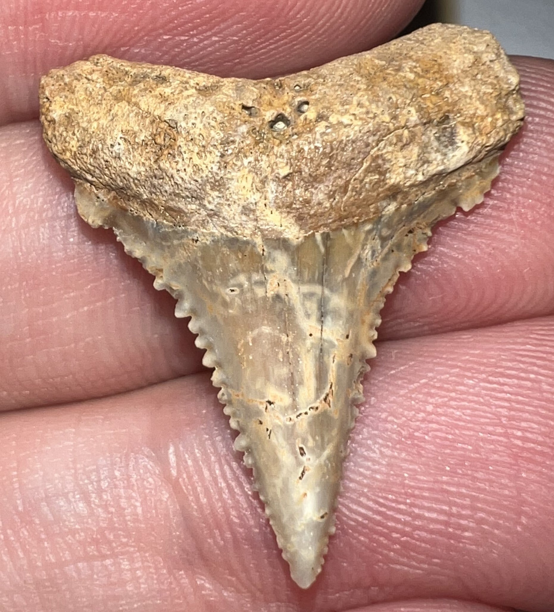 Chilean Fossil Juvenile Great White Shark Tooth 1.05 Inches with cusps