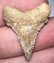 Load image into Gallery viewer, Chilean Fossil Juvenile Great White Shark Tooth 1.05 Inches with cusps
