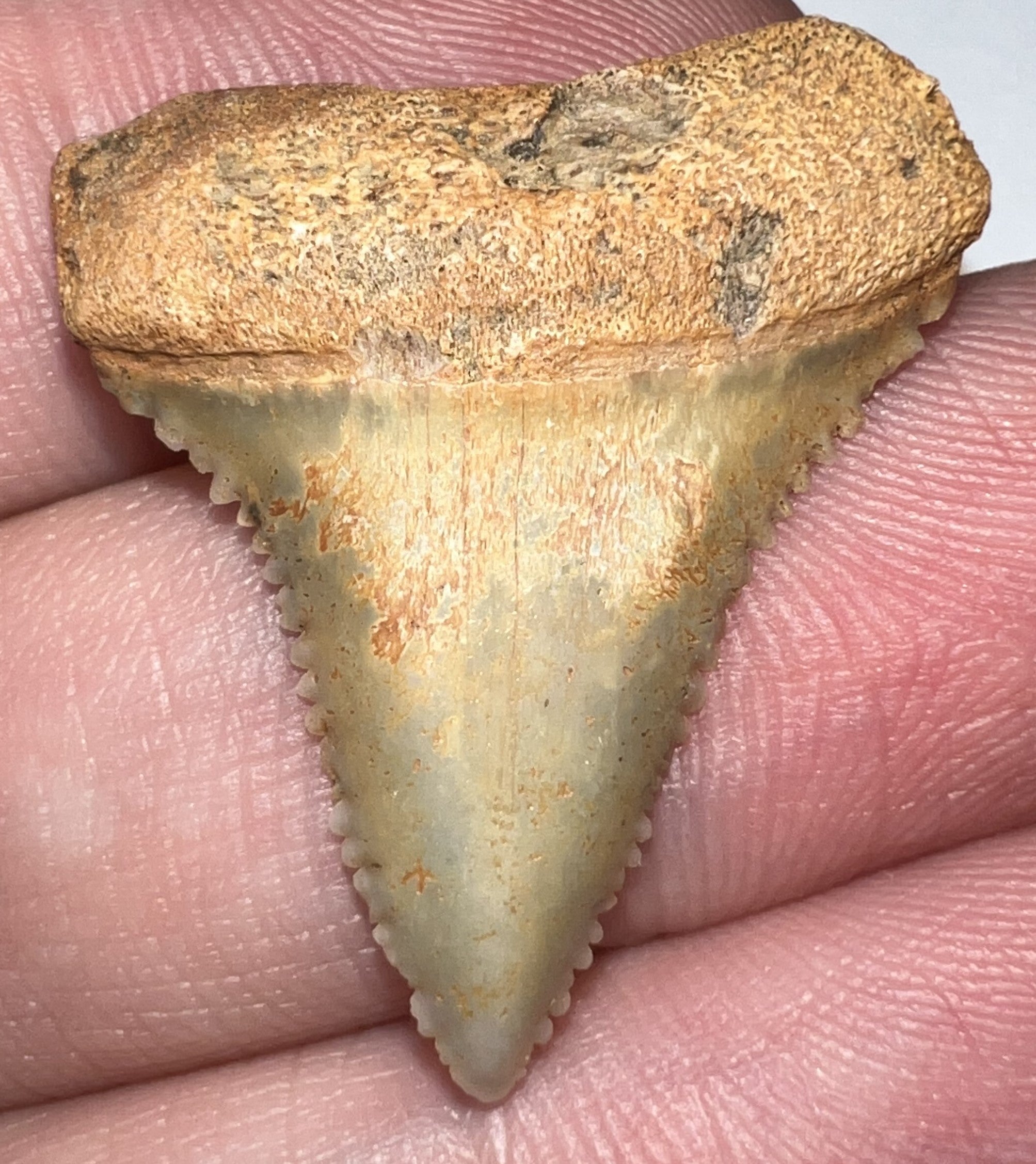 Chilean Fossil Juvenile Great White Shark Tooth 1.12 Inches