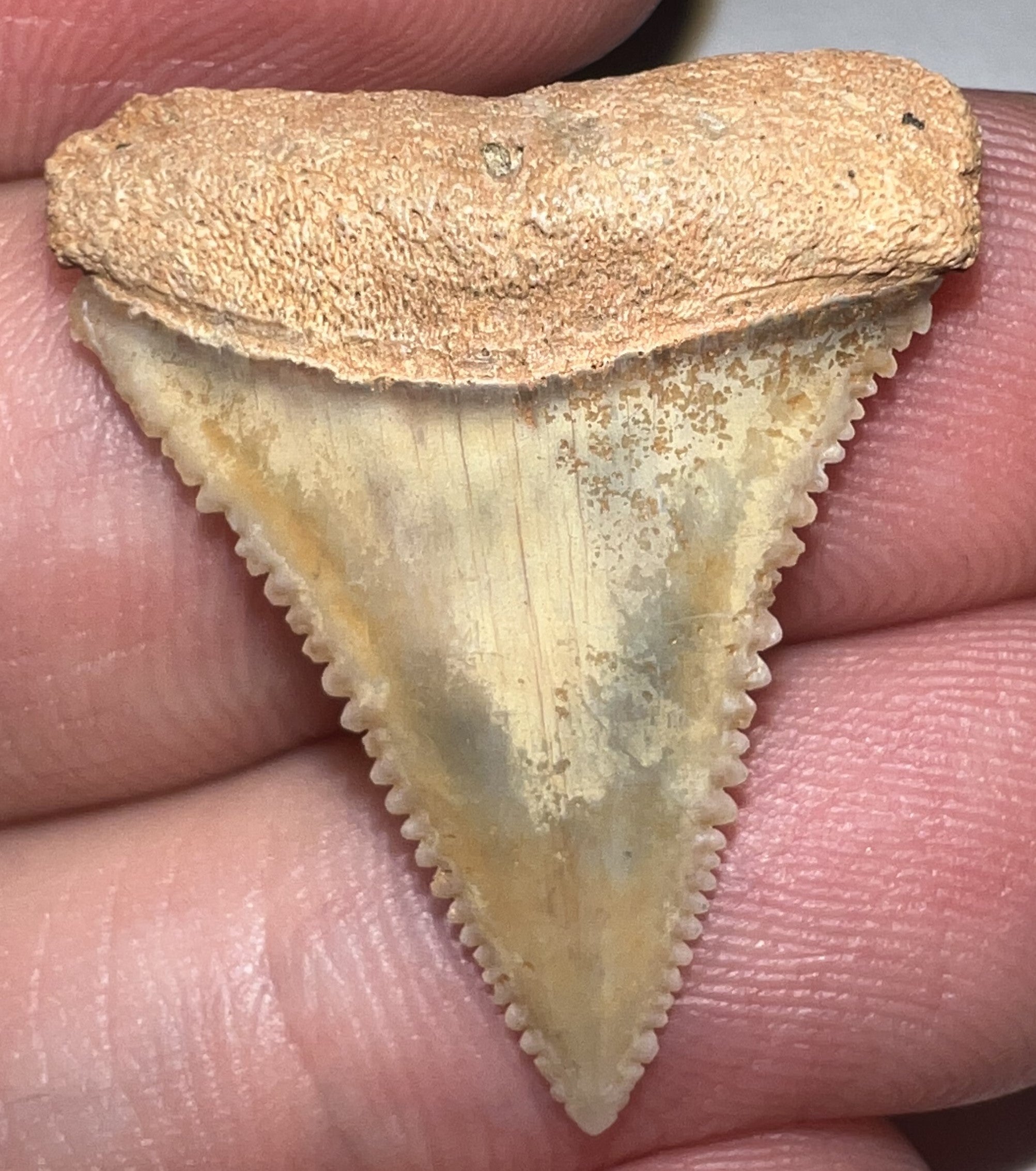 Pristine Chilean Fossil Juvenile Great White Shark Tooth 1.06 Inch