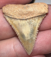 Load image into Gallery viewer, Pristine Chilean Fossil Juvenile Great White Shark Tooth 1.06 Inch
