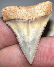 Load image into Gallery viewer, Pristine Chilean Fossil Juvenile Great White Shark Tooth 1.06 Inch
