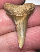 Load image into Gallery viewer, Chilean Pathological Fossil Juvenile Great White Shark Tooth 1.06 Inches
