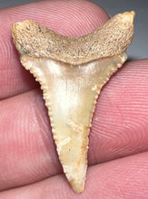 Load image into Gallery viewer, Chilean Pathological Fossil Juvenile Great White Shark Tooth 1.06 Inches
