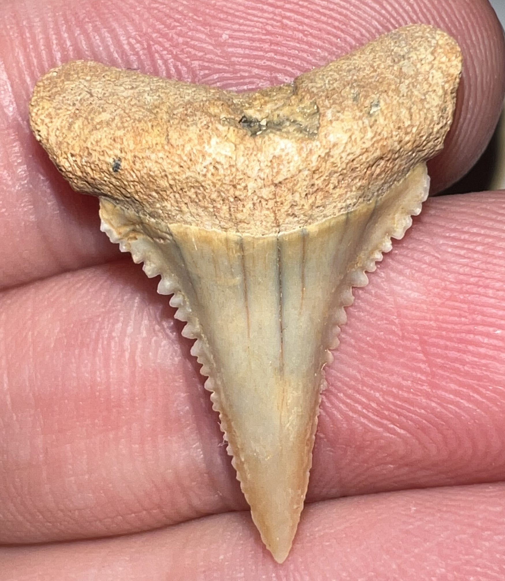 Pristine Chilean Fossil Juvenile Great White Shark Tooth 1 Inch