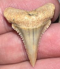 Load image into Gallery viewer, Pristine Chilean Fossil Juvenile Great White Shark Tooth 1 Inch
