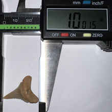 Load image into Gallery viewer, Pristine Chilean Fossil Juvenile Great White Shark Tooth 1 Inch
