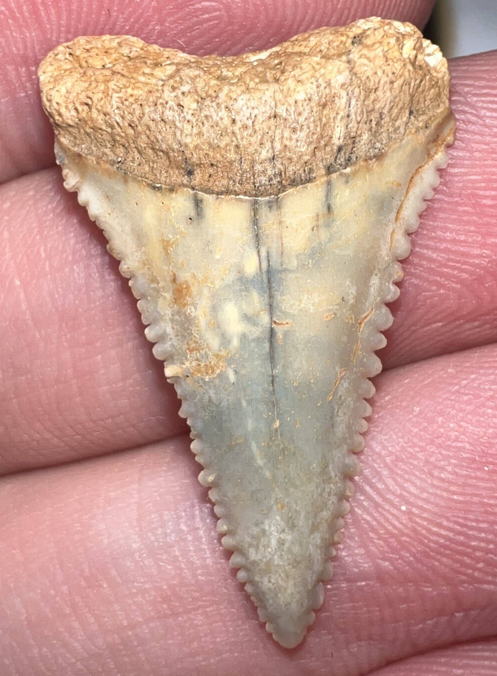 Chilean Fossil Juvenile Great White Shark Tooth 1.16 Inches