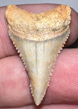 Load image into Gallery viewer, Chilean Fossil Juvenile Great White Shark Tooth 1.12 Inches
