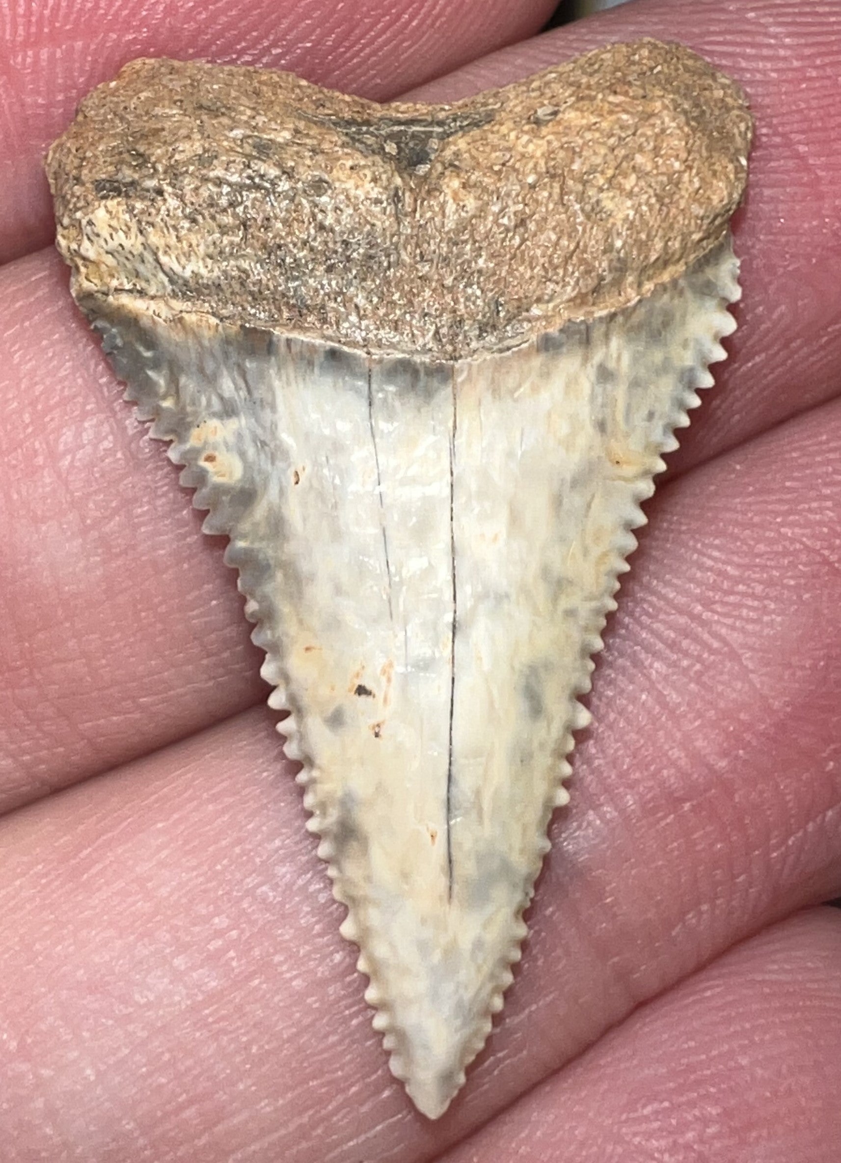 Chilean Fossil Juvenile Great White Shark Tooth 1.283 Inches