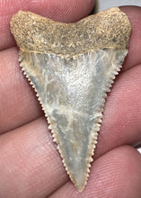 Load image into Gallery viewer, Chilean Fossil Juvenile Great White Shark Tooth 1.283 Inches
