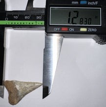 Load image into Gallery viewer, Chilean Fossil Juvenile Great White Shark Tooth 1.283 Inches
