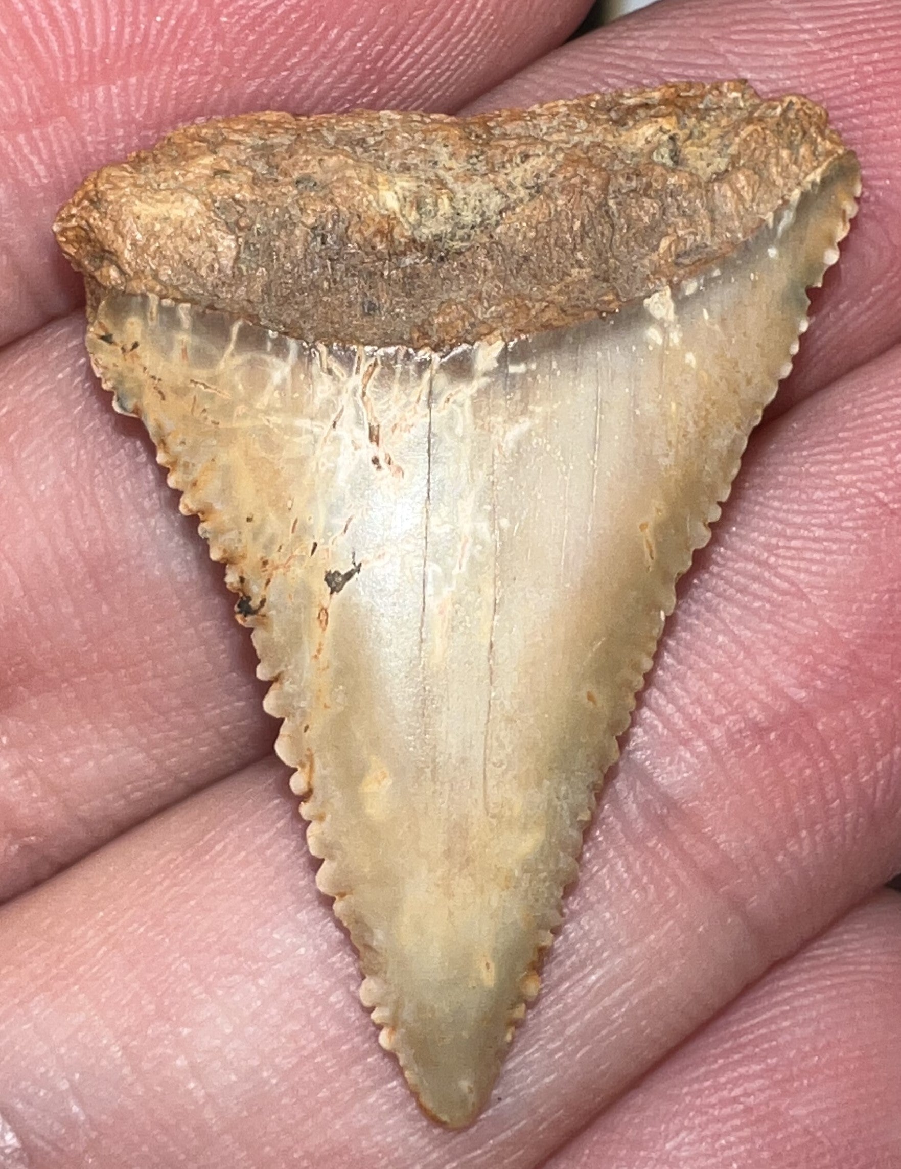 Chilean Fossil Great White Shark Tooth 1.324 Inches