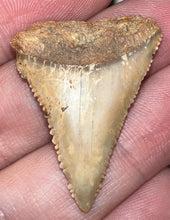 Load image into Gallery viewer, Chilean Fossil Great White Shark Tooth 1.324 Inches
