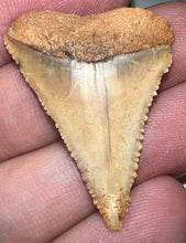 Load image into Gallery viewer, Chilean Fossil Great White Shark Tooth 1.324 Inches
