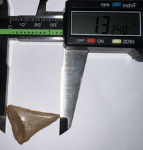 Load image into Gallery viewer, Chilean Fossil Great White Shark Tooth 1.324 Inches
