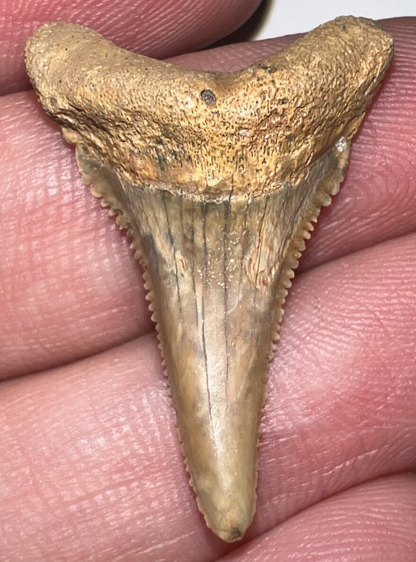 Chilean Fossil Juvenile Great White Shark Tooth 1.193 Inches