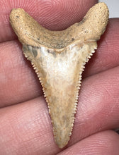 Load image into Gallery viewer, Chilean Fossil Juvenile Great White Shark Tooth 1.193 Inches
