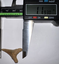 Load image into Gallery viewer, Chilean Fossil Juvenile Great White Shark Tooth 1.193 Inches
