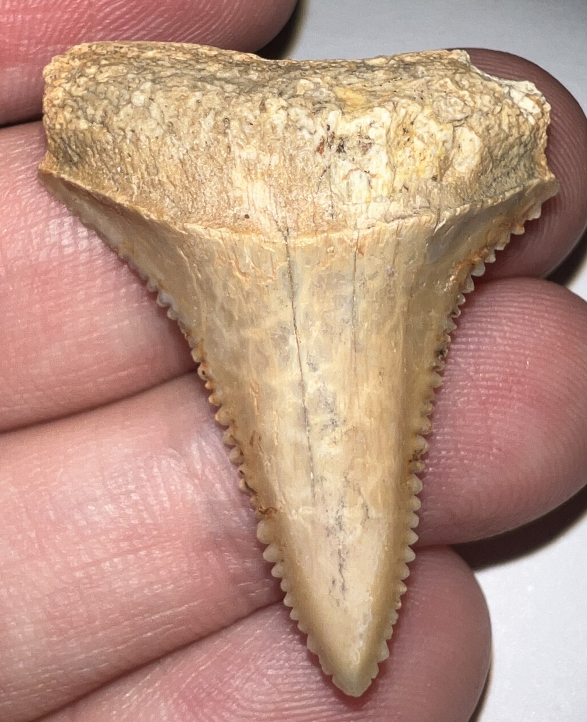 Chilean Fossil Great White Shark Tooth 1.4 Inches