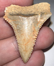 Load image into Gallery viewer, Chilean Fossil Great White Shark Tooth 1.4 Inches
