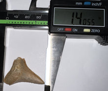 Load image into Gallery viewer, Chilean Fossil Great White Shark Tooth 1.4 Inches
