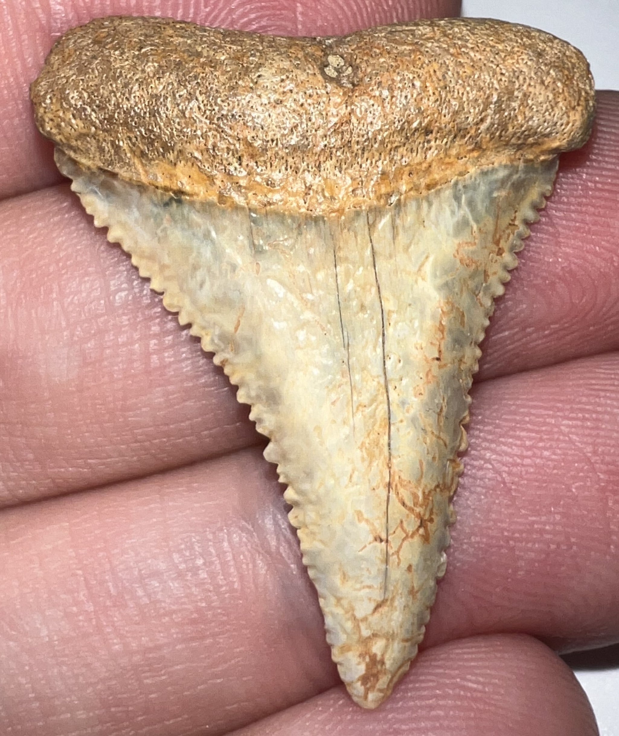 Chilean Pathological Fossil Great White Shark Tooth 1.38 Inches