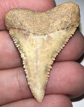 Load image into Gallery viewer, Chilean Pathological Fossil Great White Shark Tooth 1.38 Inches
