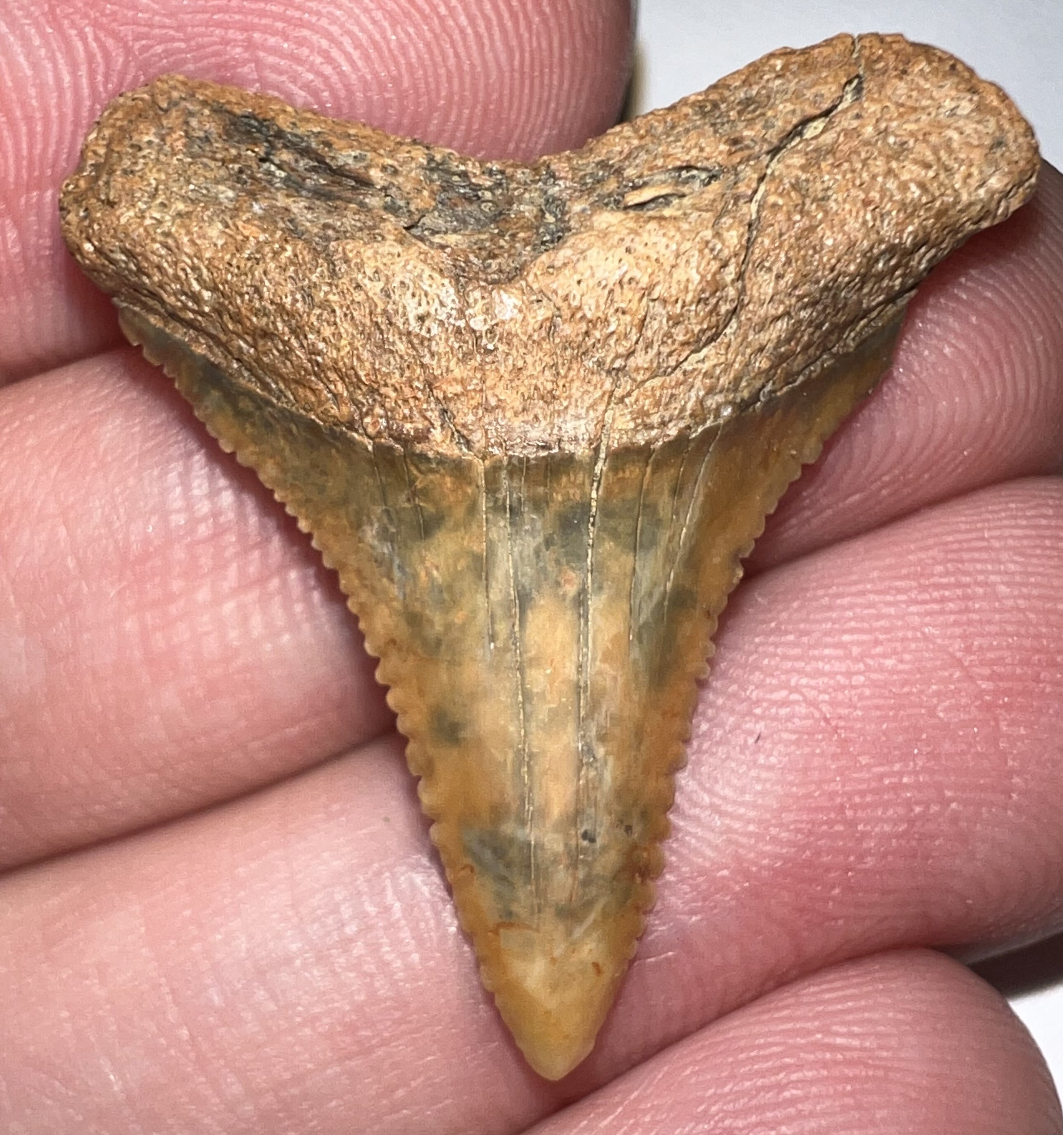 Chilean Fossil Juvenile Great White Shark Tooth 1.225 Inches